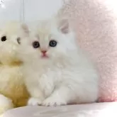 スコティッシュフォールド(立ち耳)【東京都・女の子・2024年12月22日・クリームカメオタビー】の写真1