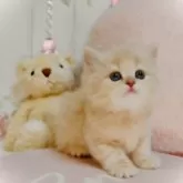 スコティッシュフォールド(立ち耳)