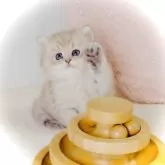 ペルシャ(チンチラ)