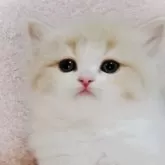 スコティッシュフォールド(立ち耳)