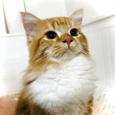 スコティッシュフォールド(立ち耳)