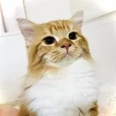 スコティッシュフォールド(立ち耳)