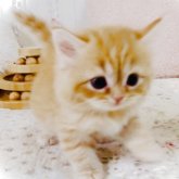 スコティッシュフォールド(立ち耳)