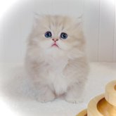 ペルシャ(チンチラ)