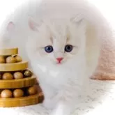 スコティッシュフォールド(立ち耳)