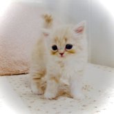 スコティッシュフォールド(立ち耳)