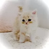 スコティッシュフォールド(立ち耳)