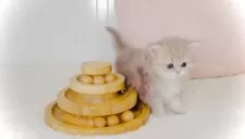 ペルシャ(チンチラ)【東京都・女の子・2025年8月31日・ブルーチンチラゴールデン】の写真2