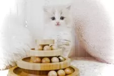 スコティッシュフォールド(立ち耳)【東京都・男の子・2025年9月25日・クリーム&ホワイト】の写真5