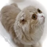 スコティッシュフォールド(折れ耳)【東京都・女の子・2024年12月22日・クリーム&ホワイト】の写真2