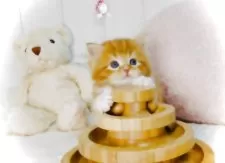 スコティッシュフォールド(立ち耳)【東京都・男の子・2025年6月5日・レッドタビー&ホワイト】の写真9