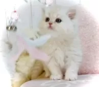 スコティッシュフォールド(立ち耳)【東京都・女の子・2024年12月22日・クリームカメオタビー】の写真6