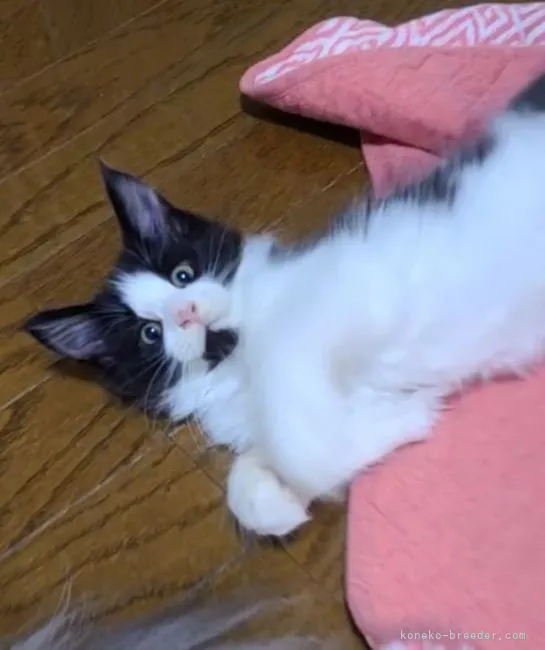ID：2107-01720の子猫