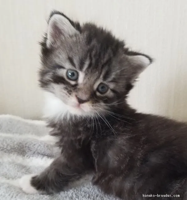 ID：2005-00353の子猫
