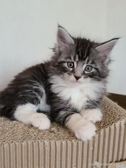 ID:2101-00168の子猫