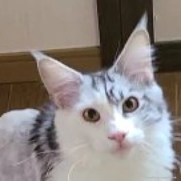 つよぽん 様のお迎えした子猫
