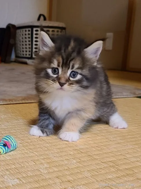 ID：2007-01515の子猫