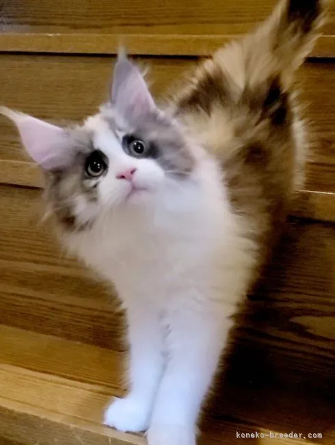 ID:2202-01996の子猫