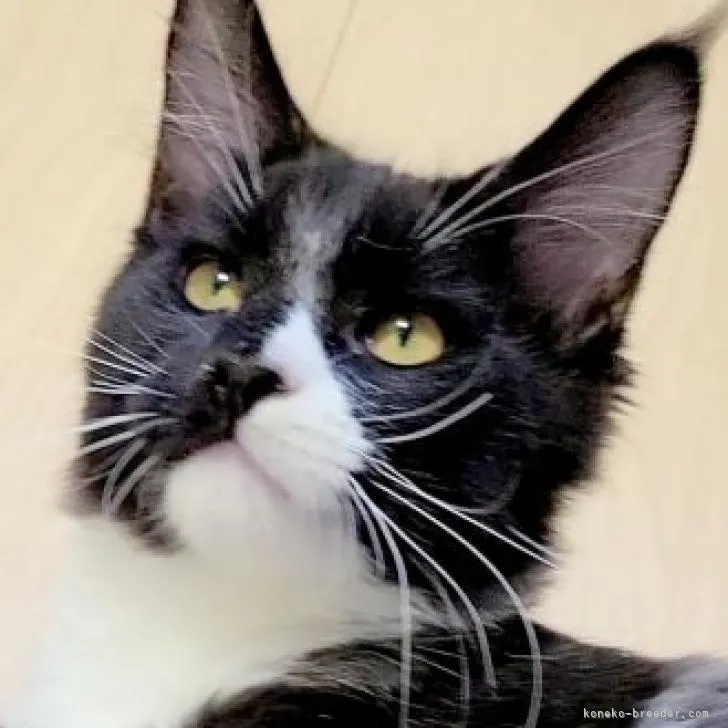 とら 様のお迎えした子猫