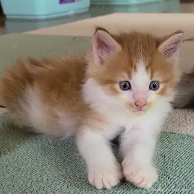 ID：2107-02496の子猫