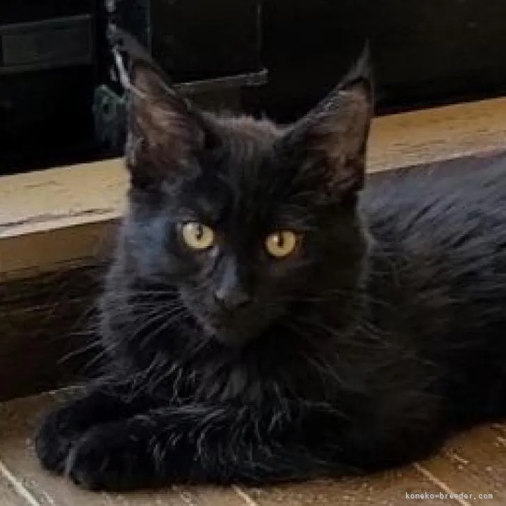 ID：2210-01602の子猫