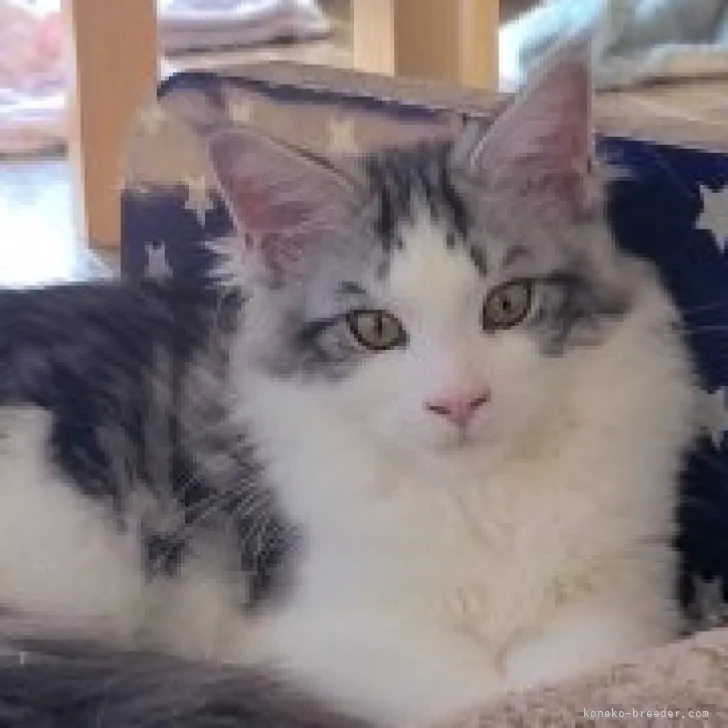 ID:2307-03086の子猫