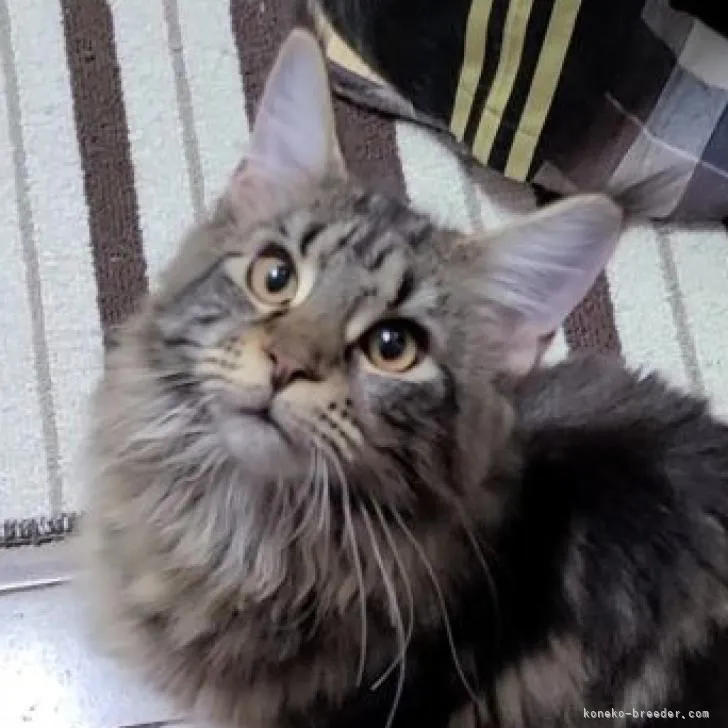 K.O 様のお迎えした子猫