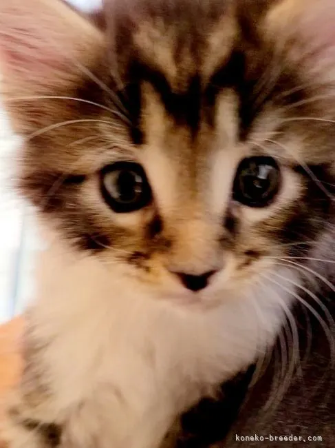 yujisanji 様のお迎えした子猫
