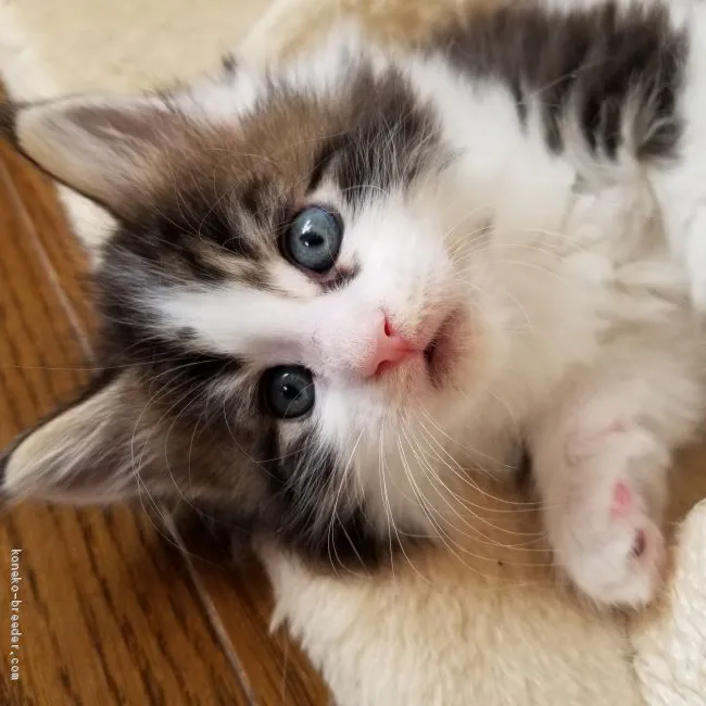 ID：1912-00367の子猫