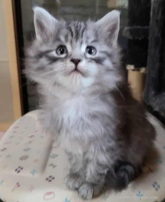 ID:2012-01854の子猫