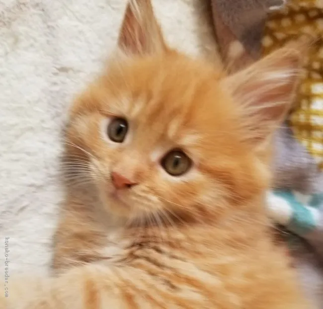 ID：2004-00801の子猫