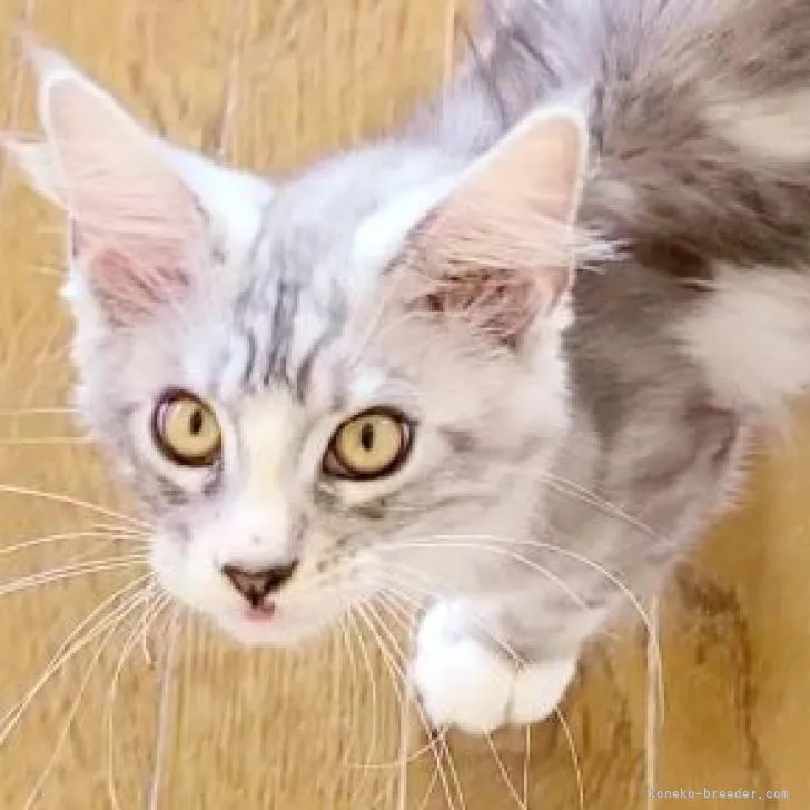 みやこ 様のお迎えした子猫