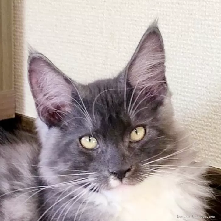 J.U 様のお迎えした子猫