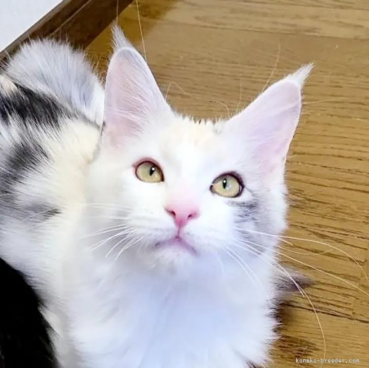 ID:2209-01605の子猫