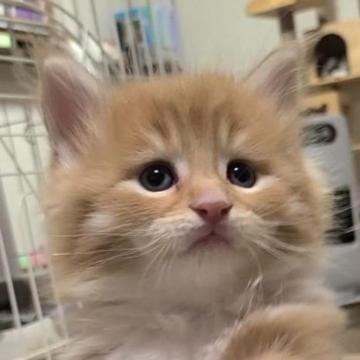 メインクーン【岡山県・男の子・2023年1月11日・レッドタビー&ホワイト】の写真「困り顔の可愛い男の子」