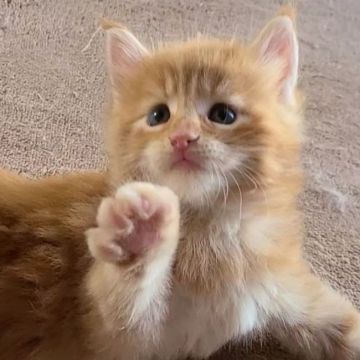 メインクーン【岡山県・男の子・2021年6月19日・レッドクラシックタビー】の写真「困り顔のもふもふ君😸」