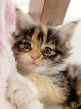 メインクーン【岡山県・女の子・2022年4月4日・ブラウンパッチドタビー&ホワイト】の写真「大きな女の子😸」