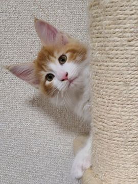 メインクーン【岡山県・男の子・2020年8月20日・レッドタビー&ホワイト】の写真「可愛い困り顔くん😸」