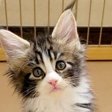 メインクーン【岡山県・女の子・2022年8月1日・ブラウンクラシックタビー&ホワイト】の写真「可愛い❤️いや可愛い」