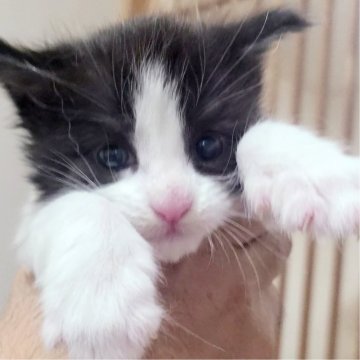 メインクーン【岡山県・男の子・2024年7月30日・ブラック&ホワイト】の写真「岡山のハチワレboy」