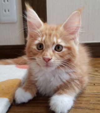 メインクーン【岡山県・男の子・2019年7月25日・レッドクラシックタビー&ホワイト】の写真「大きな可愛い困り顔(*^^*)」