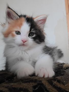 メインクーン【岡山県・女の子・2021年2月1日・キャリコ】の写真「可愛い過ぎる美少女😸」