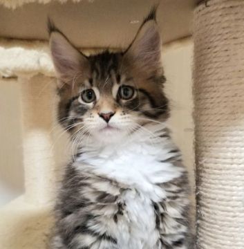 メインクーン【岡山県・男の子・2019年11月11日・ブラウンマッカレルタビー&ホワイト】の写真「兄妹1番のジャンボ(*^^*)」