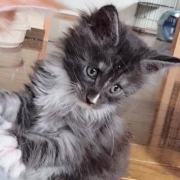 メインクーン【岡山県・男の子・2023年10月1日・ブラックスモーク&ホワイト】の写真「可愛い鼻筋ちゃん😸」