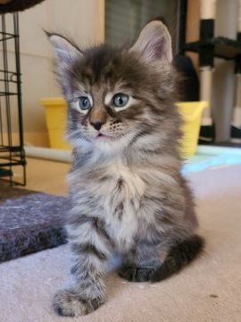 メインクーン【岡山県・女の子・2021年1月7日・ブラウンタビー】の写真「おっとりな可愛い子😸」