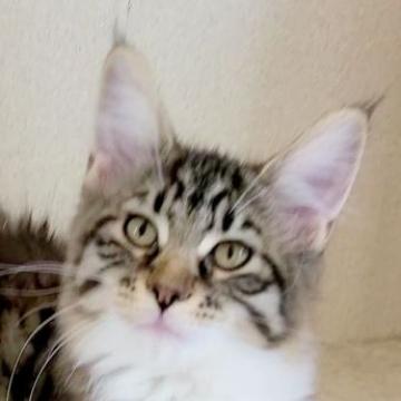 メインクーン【岡山県・女の子・2022年8月23日・ブラウンマッカレルタビー&ホワイト】の写真「キュートな子」