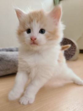 メインクーン【岡山県・男の子・2021年1月2日・カメオタビー&ホワイト】の写真「ジャンボな男の子😸」