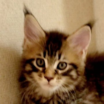 メインクーン【岡山県・男の子・2024年7月18日・ブラウンマッカレルタビー】の写真「モコモコ可愛い男の子」