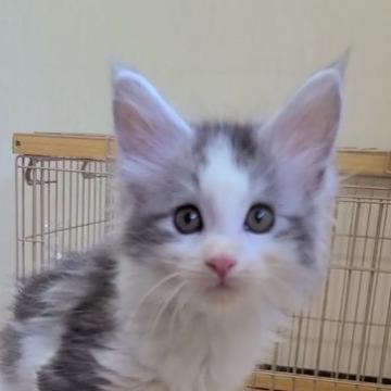 メインクーン【岡山県・男の子・2022年8月1日・シルバータビー&ホワイト】の写真「しっぽが先白くん😸」