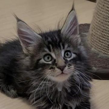 メインクーン【岡山県・男の子・2022年8月1日・ブラウンタビー】の写真「甘えん坊素質全開😁」